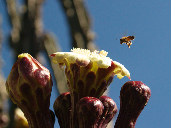 Bee pollinating pitahaya cactus Mexico