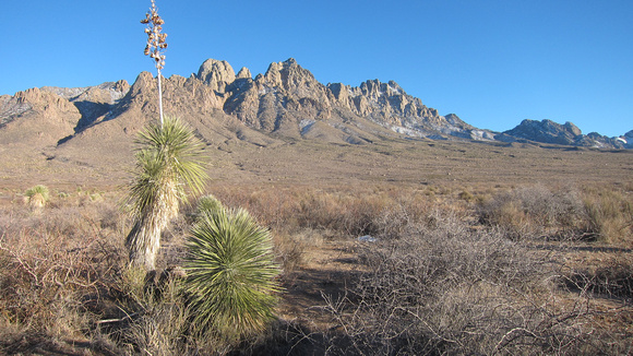 Organ Mountains with Yucca