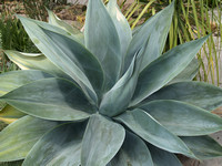 Agave Mexico