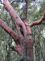 Madronyo Tree, Arbutus sp. Mexico
