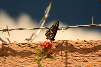 Monarch Butterfly on barbed wire Queretaro Mexico