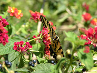 Swallowtail Butterfly on Red Lantana