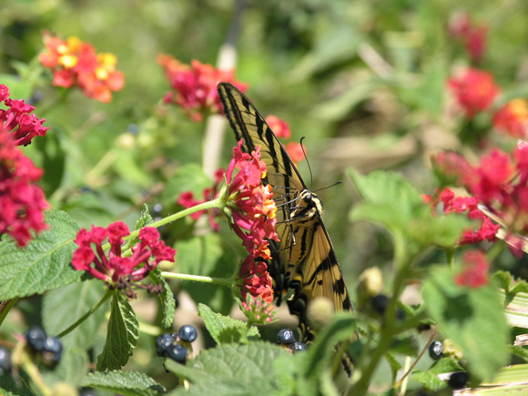 Swallowtail Butterfly on Red Lantana