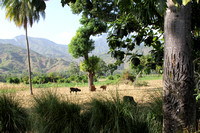 Haiti Streambed cattle South