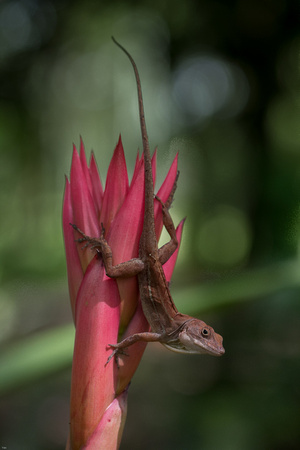 Anolis lizard on a Bromeliad