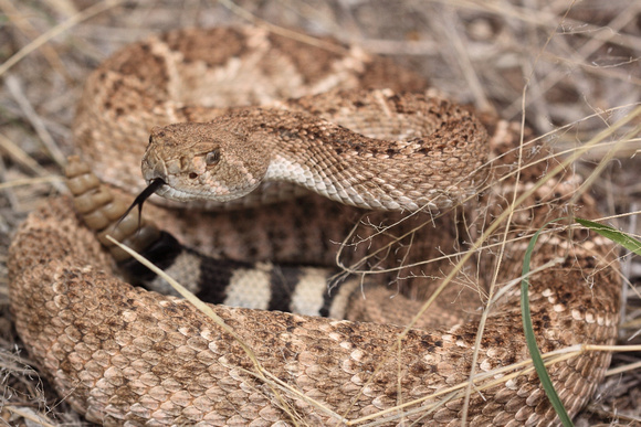 Diamondback Rattlesnake In Arizona