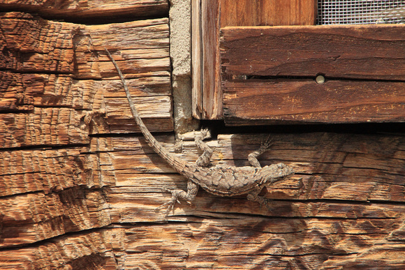 Urosauarus on a cabin New Mexico