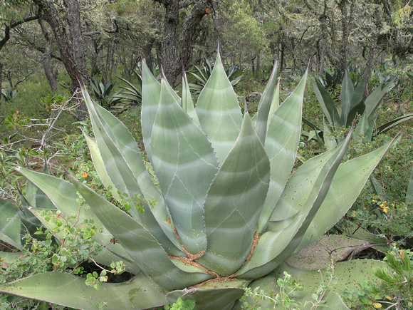 Majestic patterned agave  Mexico