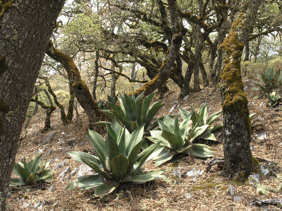 Agaves in Oak Forest Queretaro Mexico