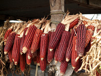 Brown Traditional Maize Cobs Mexico
