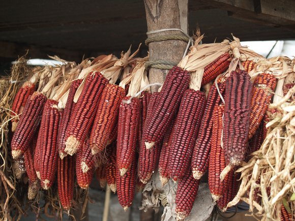 Brown Traditional Maize Cobs Mexico