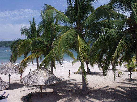 Beach Coconut Palms Zihuatanejo mexico