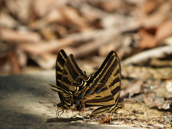 Tiger swallowtail butterflies drinking Nuevo Leon Mexico