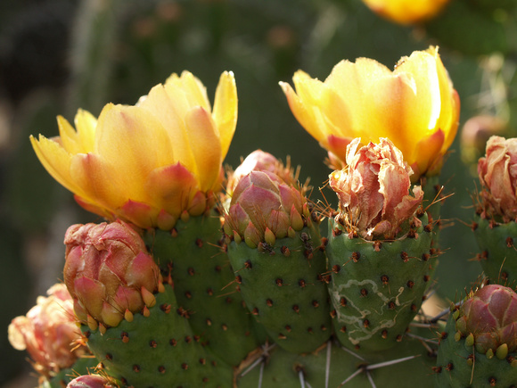 Prickly pear cactus flower silhouette