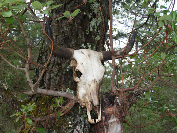 Cow skull in woods Mexico