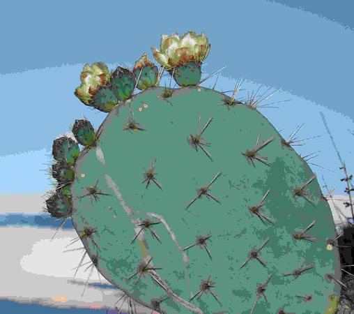 Stylized Prickly Pear Cactus Mexico