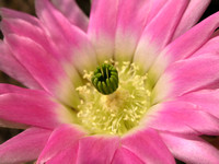 Pink Echinocactus flower Mexico