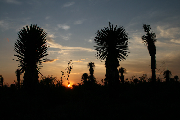 Sunset with yuccas over Chihuahuan Desert Mexico