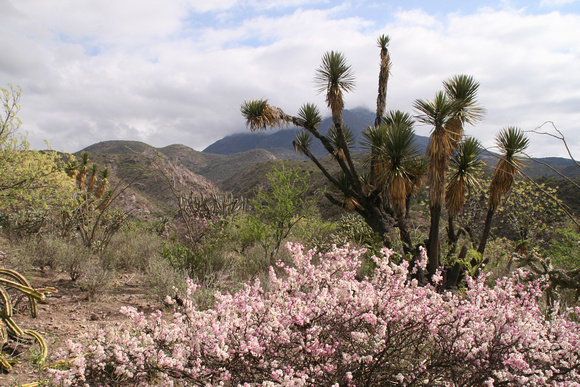 Chichuahuan Desert with mimosa bloom Mexico