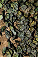 Cycad Butterfly cluster Queretaro mexico