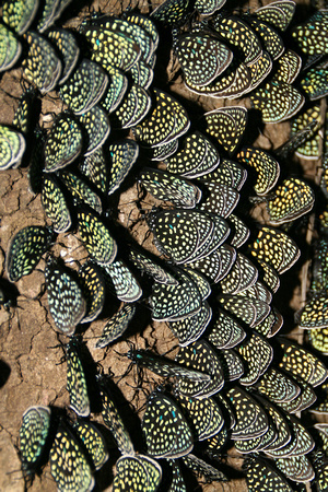 Cycad Butterfly cluster Queretaro mexico