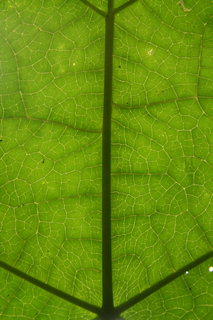 Amazing Leaf with Capillary Tubes Mexico