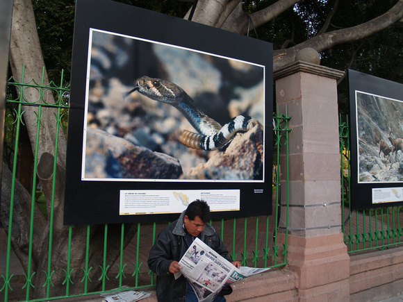 Man reading a newspaper in park Mexico