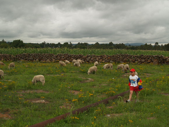 Boy with sheep on a journey