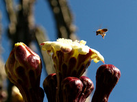 Bee pollinating pitahaya cactus Mexico