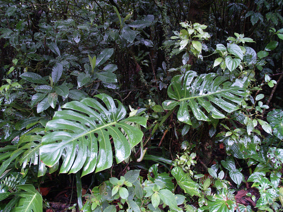 Philodendrons in the rain Xilitla Mexico