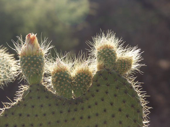 Prickly pear cactus silhouette mexico