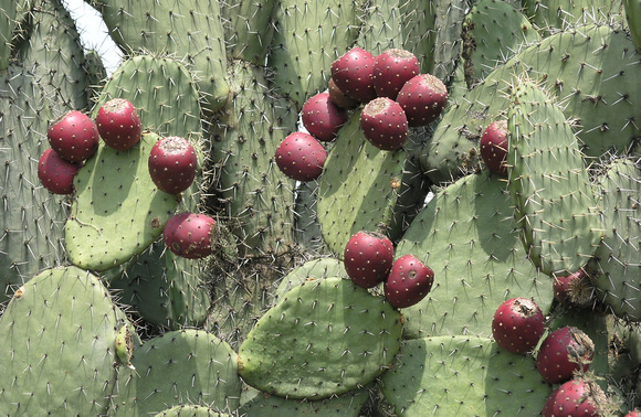 Prickly Pear Cactus with Fruit Mexico