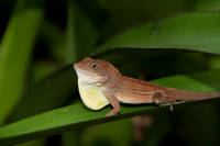 Anolis lizards- Hispaniola