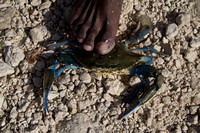 Blue Crab Lake Enriquillo, Dominican Republic