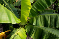 Banana leaves Dominican Republic