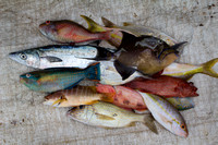 Tropical fish mosaic Dominican Republic