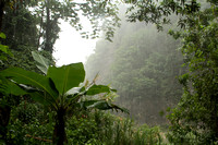 Tropical vegetation rainy day Jarabacoa