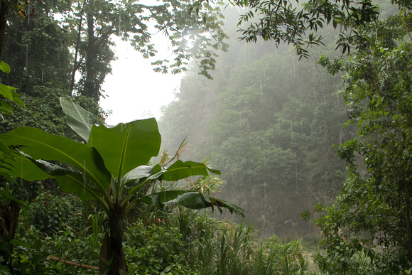 Tropical vegetation rainy day Jarabacoa