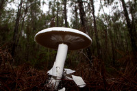 Mushroom in pine forest Dominican Republic