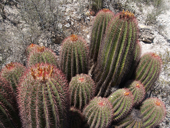 Red Barrel Cactus, Coahuila, Mexico