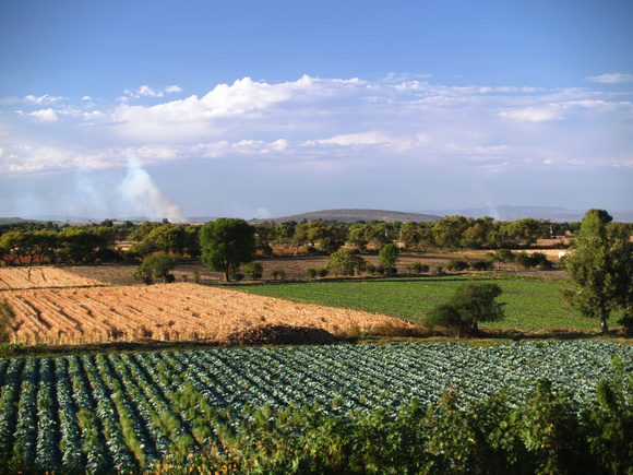 Irrigated Fields Guanajuato Mexico