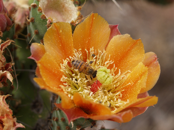 Prickly Pear Flower with Bee