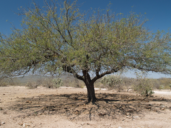 Lone Mezquite Tree Mexico