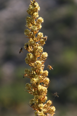 Agave flower with bees Coahuila Mexico