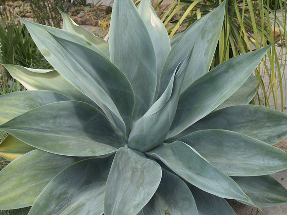 Agave Mexico