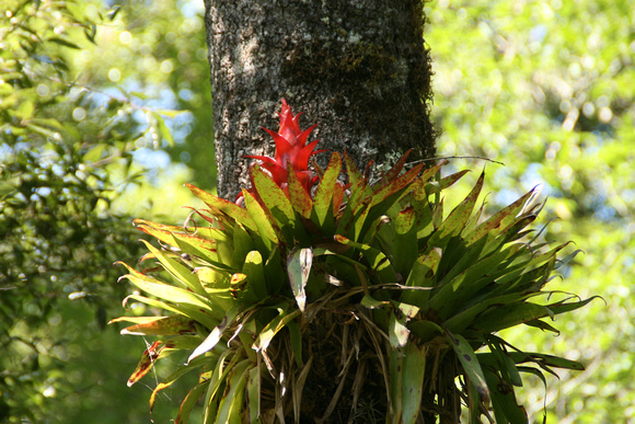 Bromeliad flower on a tree Tuxtlas Mexico
