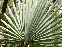 Mexican Fan Palm Queretaro Mexico