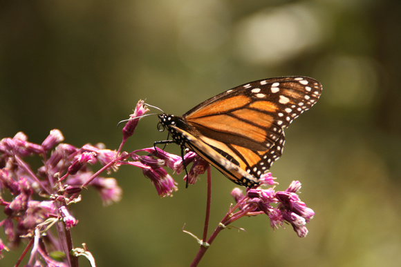 Monarch Butterfly, Queretaro, Mexico