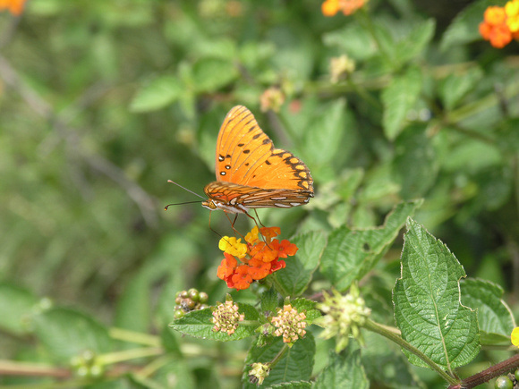 Gulf Coast Fritillary Butterfly Queretaro Mexico