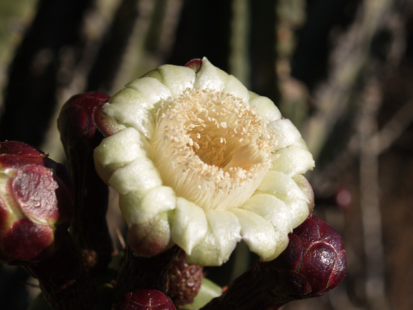 Pitahaya Flower Queretaro Mexico